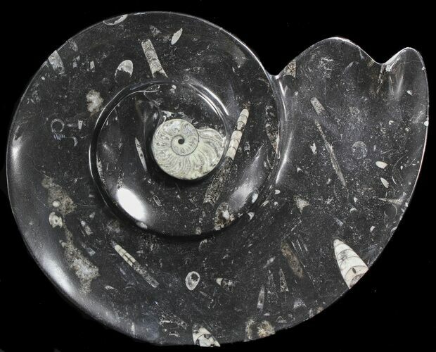 Ammonite Shaped With Orthoceras & Goniatite Fossils #39131